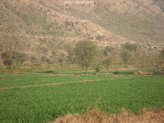 gudwalian-mountainchoo
